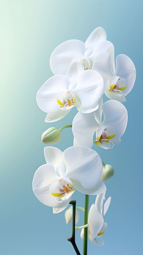 White orchid flower blossom plant. AI generated Image by rawpixel.