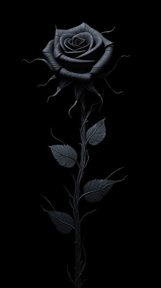 Black rose plant inflorescence monochrome. AI generated Image by rawpixel.