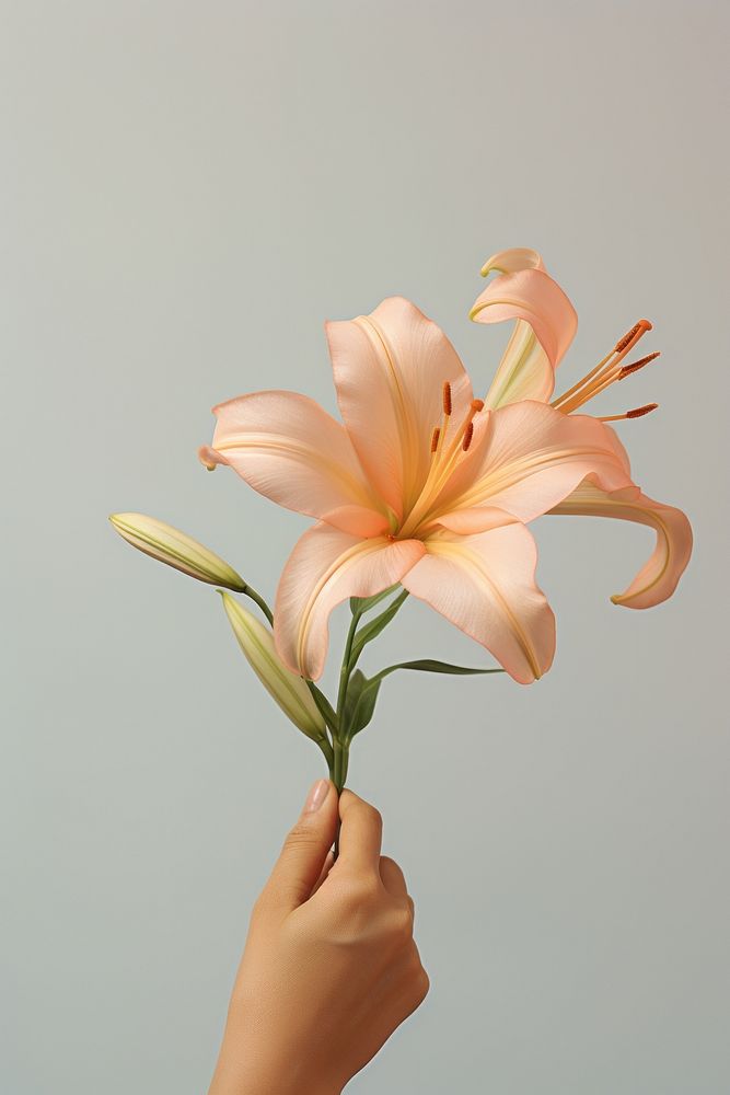 Hand holding lily flower plant inflorescence. AI generated Image by rawpixel.