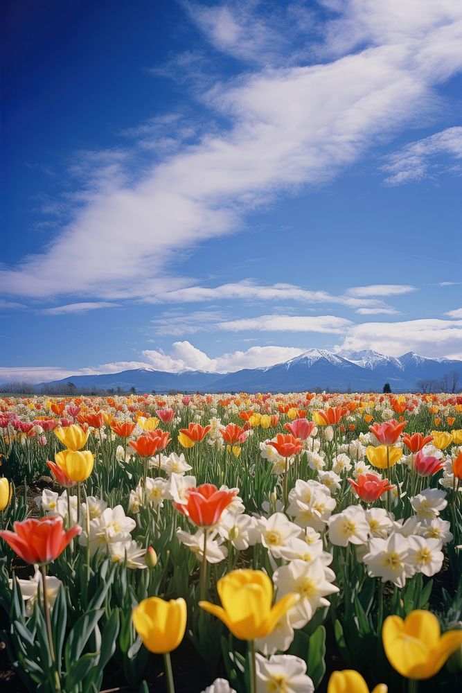 Tulips and daffodils blooming blossoming flowering field landscape grassland. AI generated Image by rawpixel.