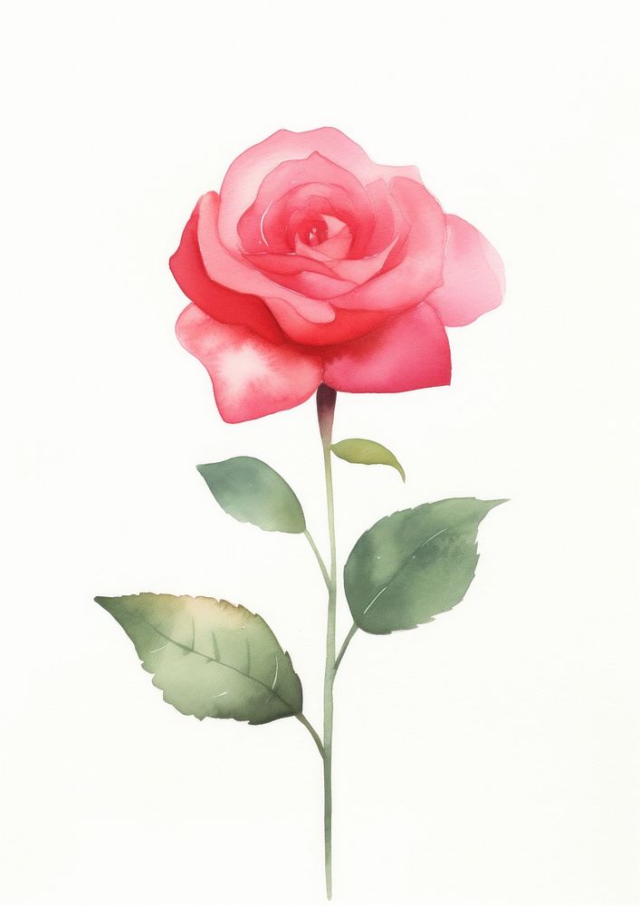 Minimal red Rose rose flower plant. AI generated Image by rawpixel.