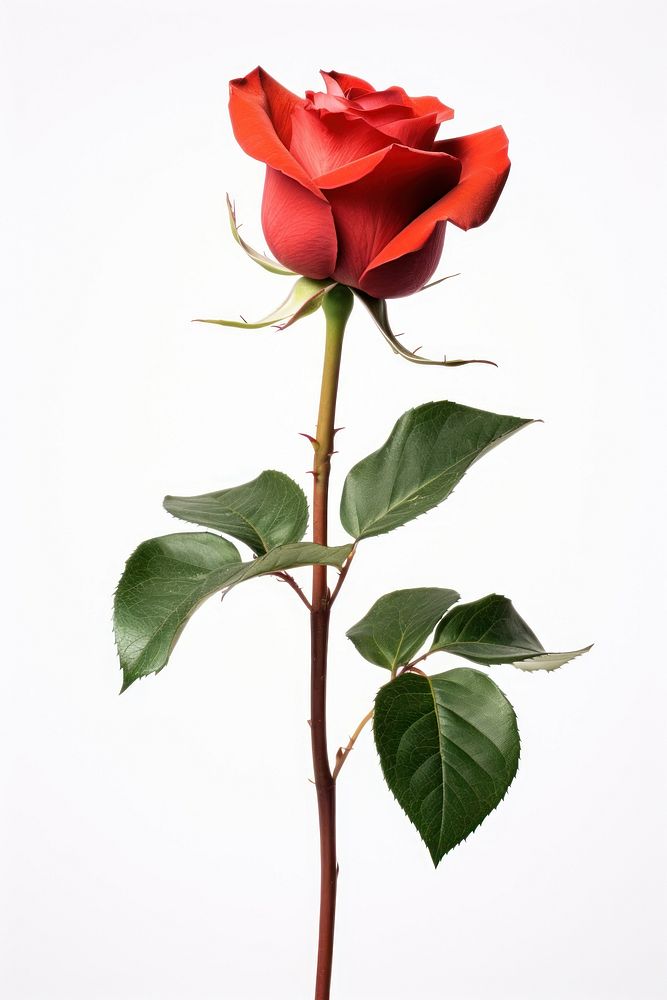 A rose flower plant leaf. AI generated Image by rawpixel.