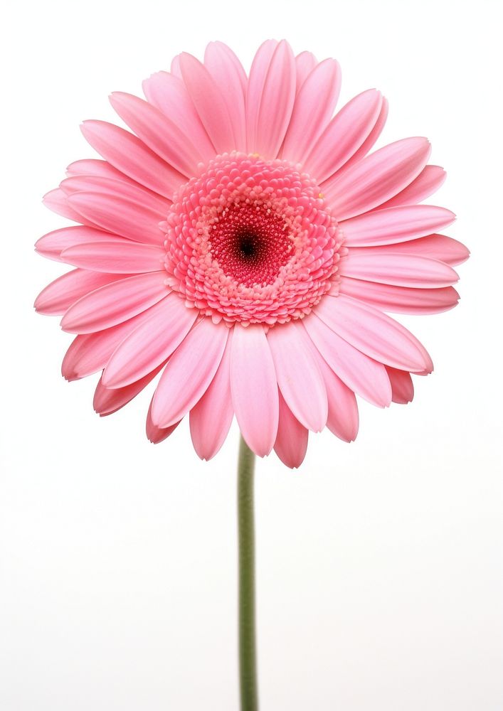 Pink gerbera flower petal daisy. AI generated Image by rawpixel.