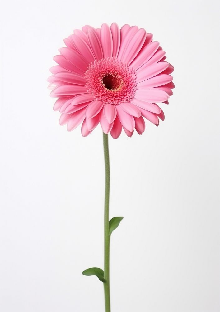 Pink gerbera flower petal daisy. AI generated Image by rawpixel.