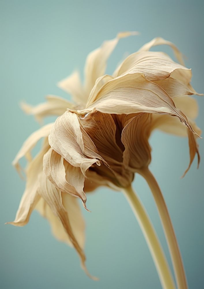 Conceptual art of a close up flower petal plant. AI generated Image by rawpixel.