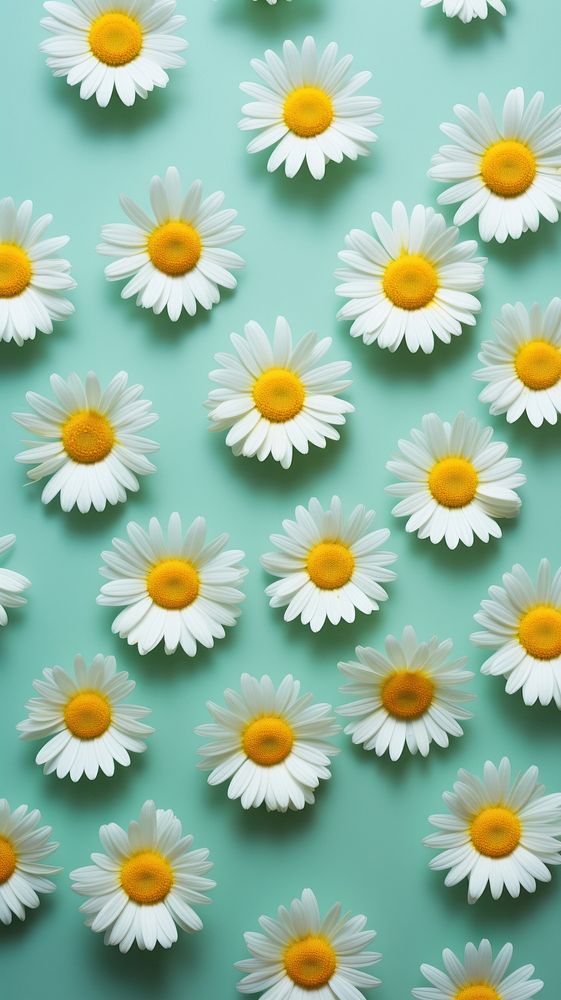 Daisy wallpaper pattern flower. 