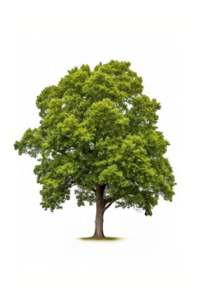 Major oak tree plant white background. AI generated Image by rawpixel.