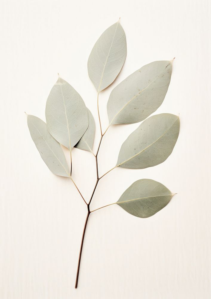 Eucalyptus flower plant herbs