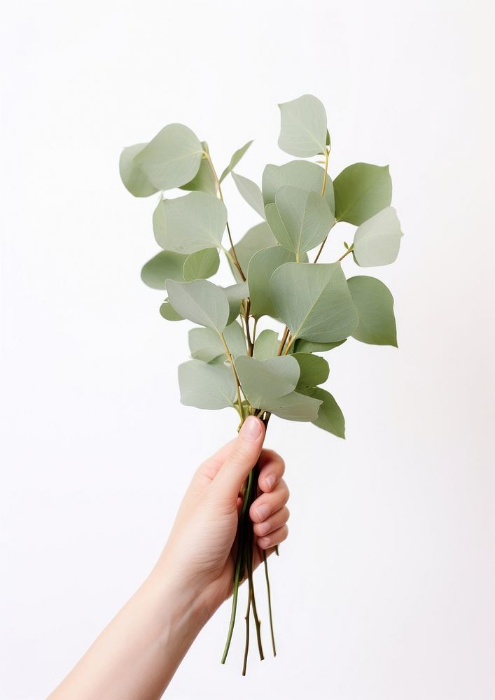 A hand holding Eucalyptus finger plant leaf. AI generated Image by rawpixel.