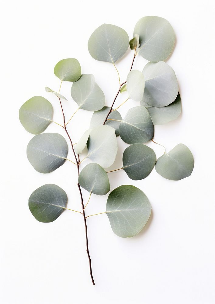 Silver Dollar Eucalyptus plant leaf | Premium Photo - rawpixel