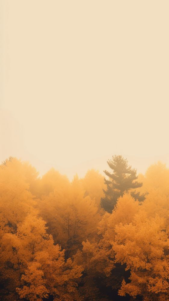 Autumn forest outdoors nature plant. AI generated Image by rawpixel.