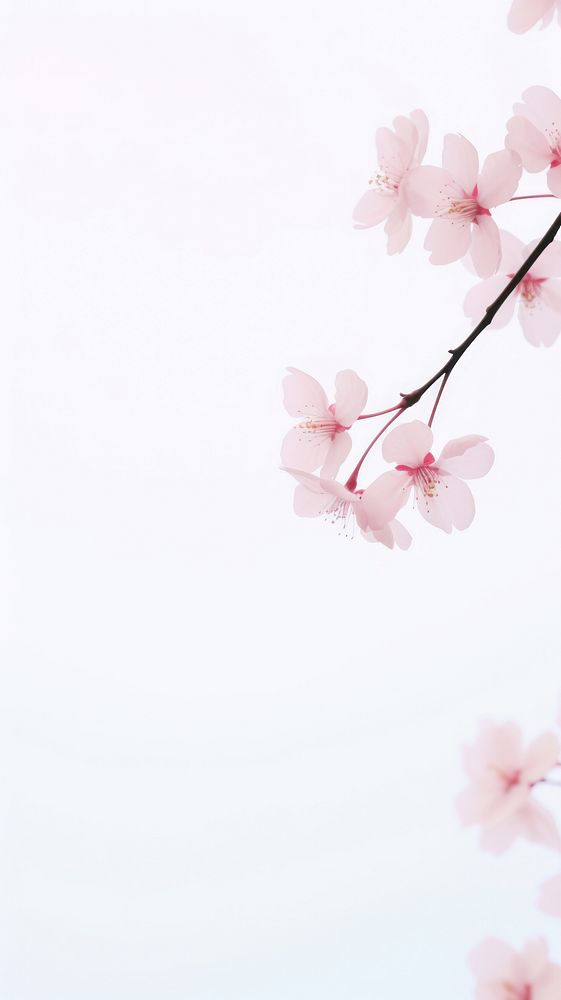 Cherry blossom outdoors flower nature. AI generated Image by rawpixel.