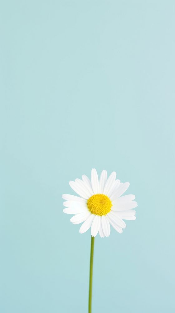 Daisy blossom flower petal. AI generated Image by rawpixel.