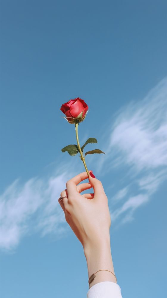 Hand holding a rose flower finger plant. AI generated Image by rawpixel.