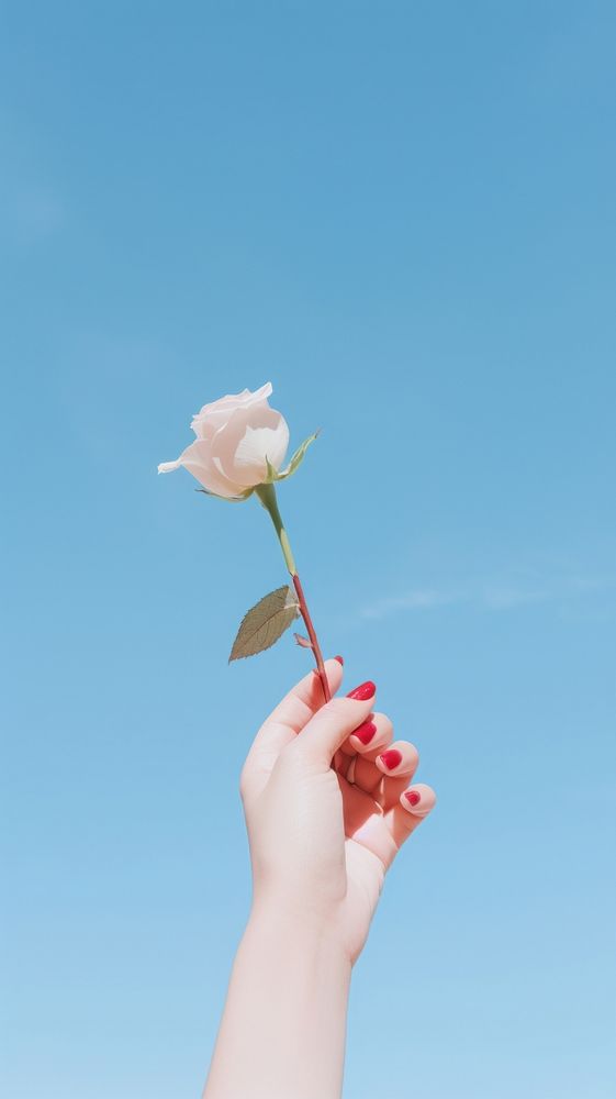 Hand holding a rose photography outdoors flower. AI generated Image by rawpixel.