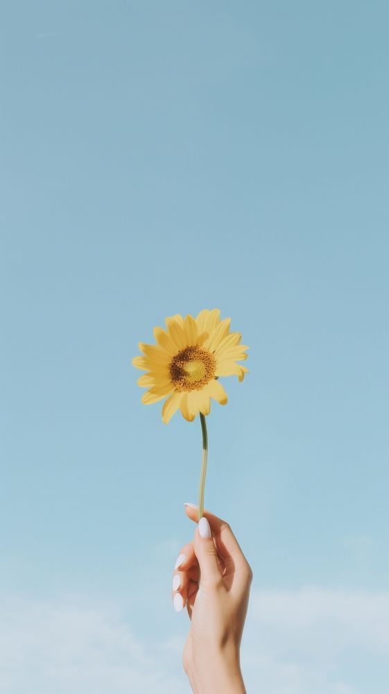 Hand holding a sunflower photography outdoors finger. AI generated Image by rawpixel.