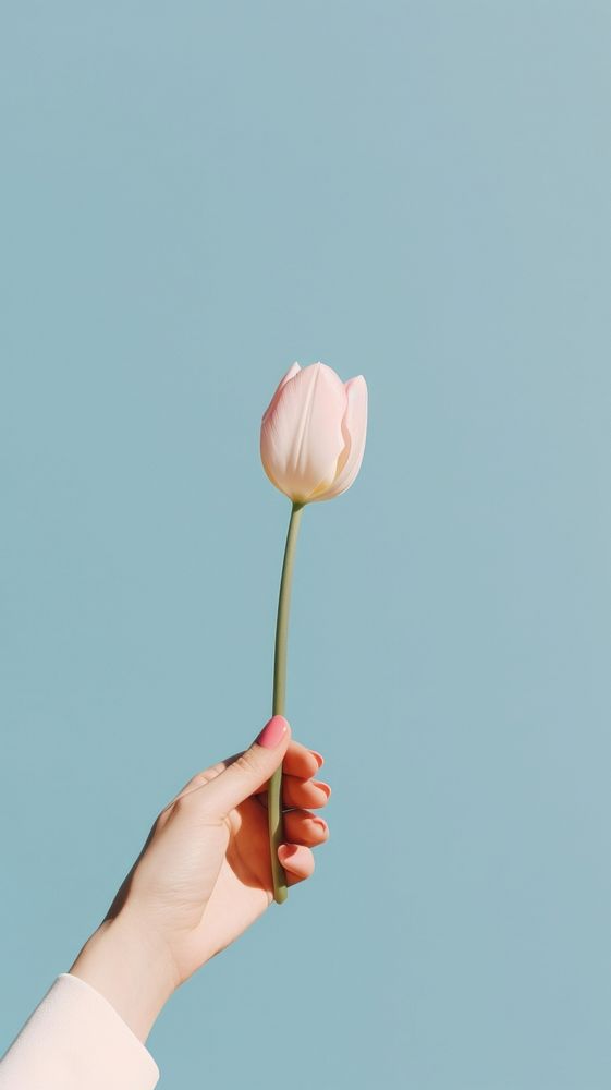 Hand holding a tulip flower finger petal. AI generated Image by rawpixel.