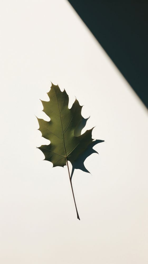 Leaf shadow plant tree falling. AI generated Image by rawpixel.