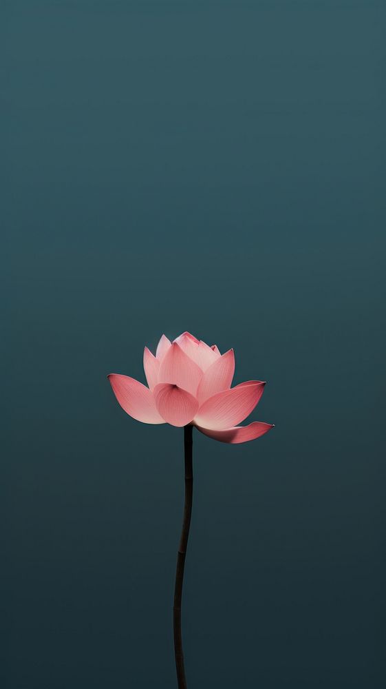 Lotus flower petal plant. AI generated Image by rawpixel.