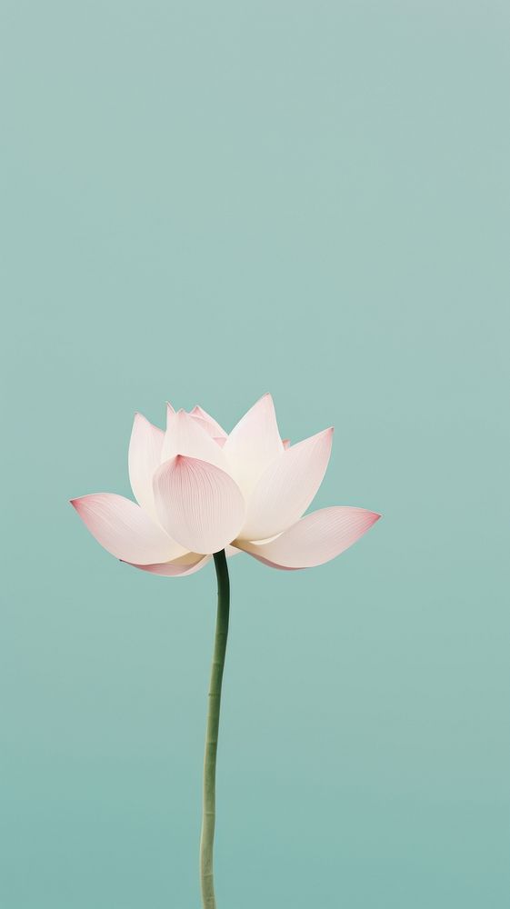 Lotus blossom flower petal. AI generated Image by rawpixel.