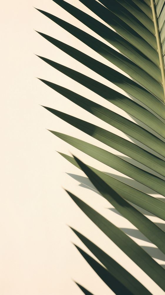 Palm leaves shadow outdoors nature plant. AI generated Image by rawpixel.