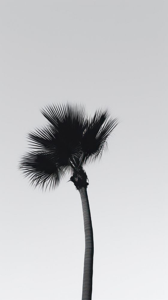 Palm tree plant monochrome arecaceae. AI generated Image by rawpixel.