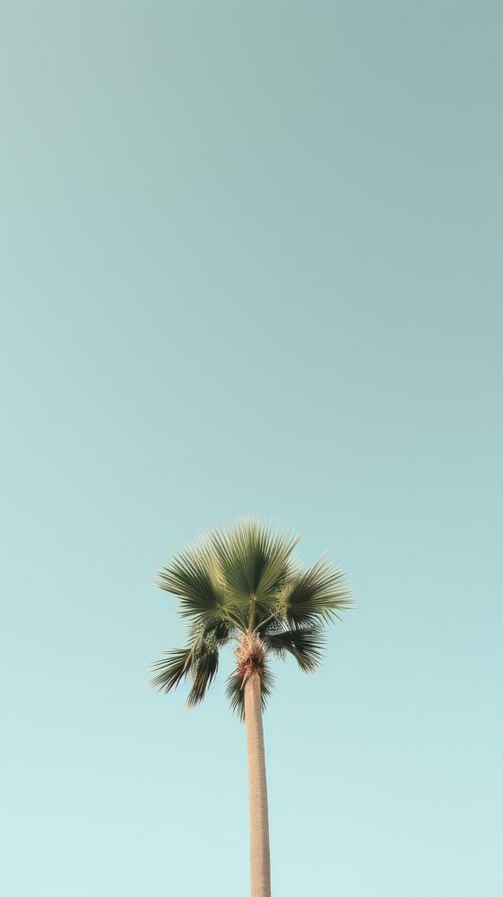 Palm tree plant tranquility arecaceae. AI generated Image by rawpixel.