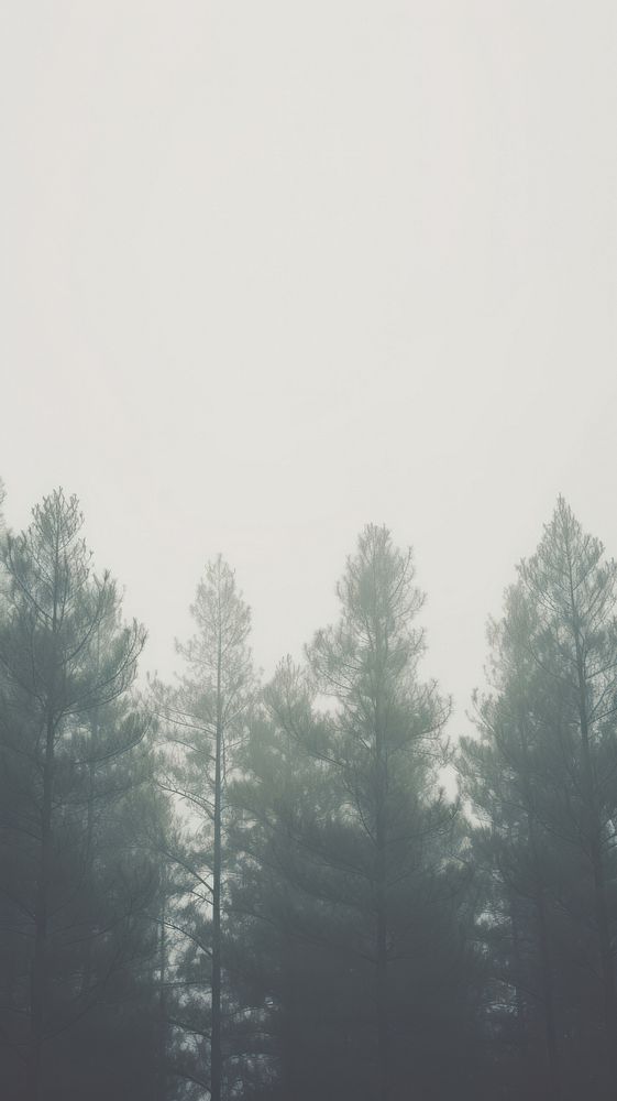Pine forest outdoors nature plant. AI generated Image by rawpixel.