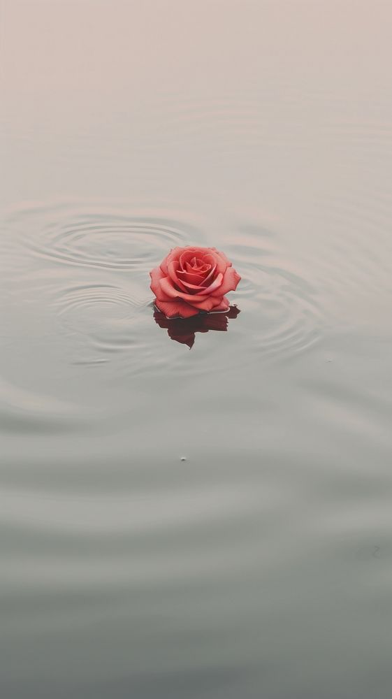 Rose outdoors nature flower. AI generated Image by rawpixel.