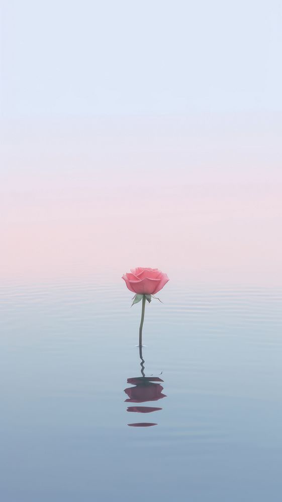 Rose outdoors nature flower. AI generated Image by rawpixel.