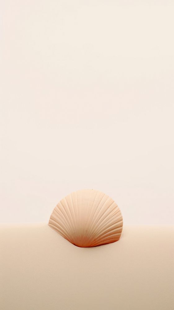 Sea shell invertebrate simplicity seashell. AI generated Image by rawpixel.