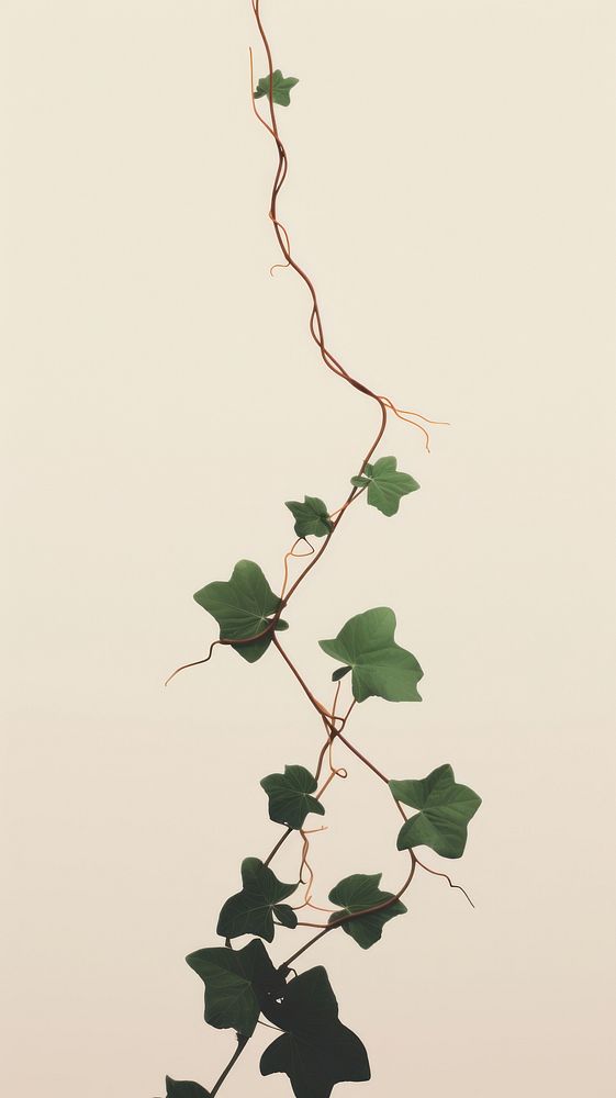 Vine plant leaf wall. AI generated Image by rawpixel.