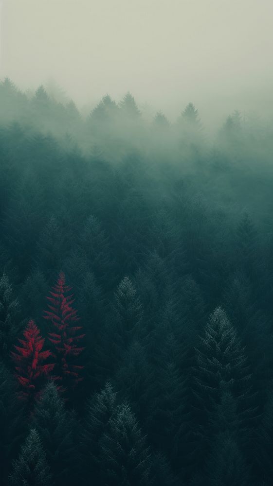 Forest land landscape outdoors. AI generated Image by rawpixel.