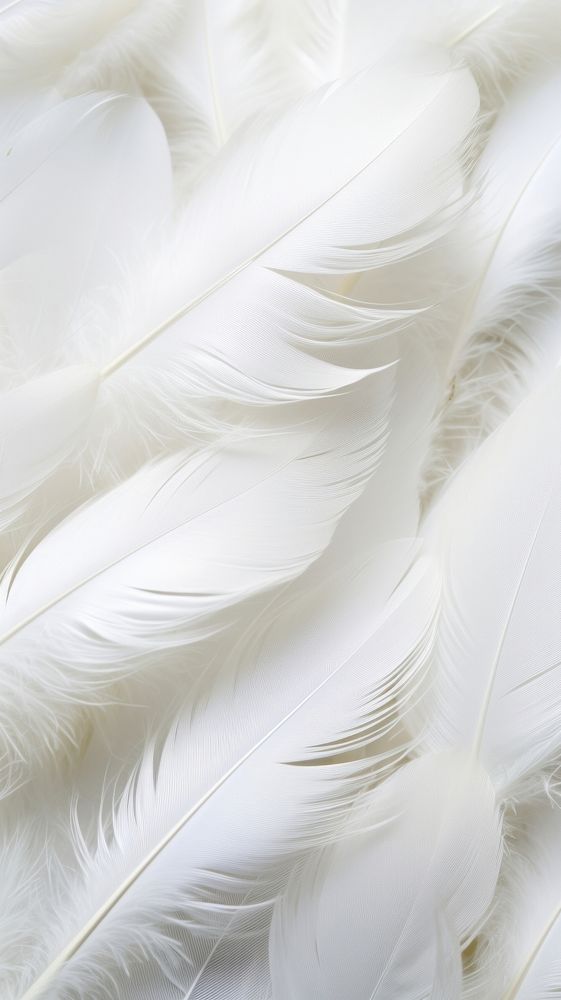 White feathers backgrounds bird lightweight. AI generated Image by rawpixel.