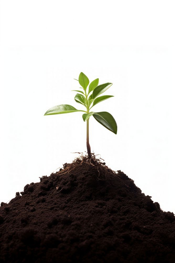 A single little plant growing out of a mound of soil leaf white background beginnings. AI generated Image by rawpixel.