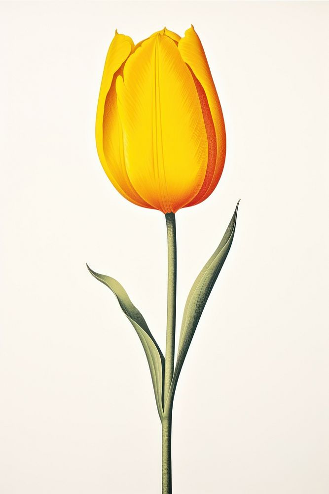 A tulip flower yellow plant. AI generated Image by rawpixel.