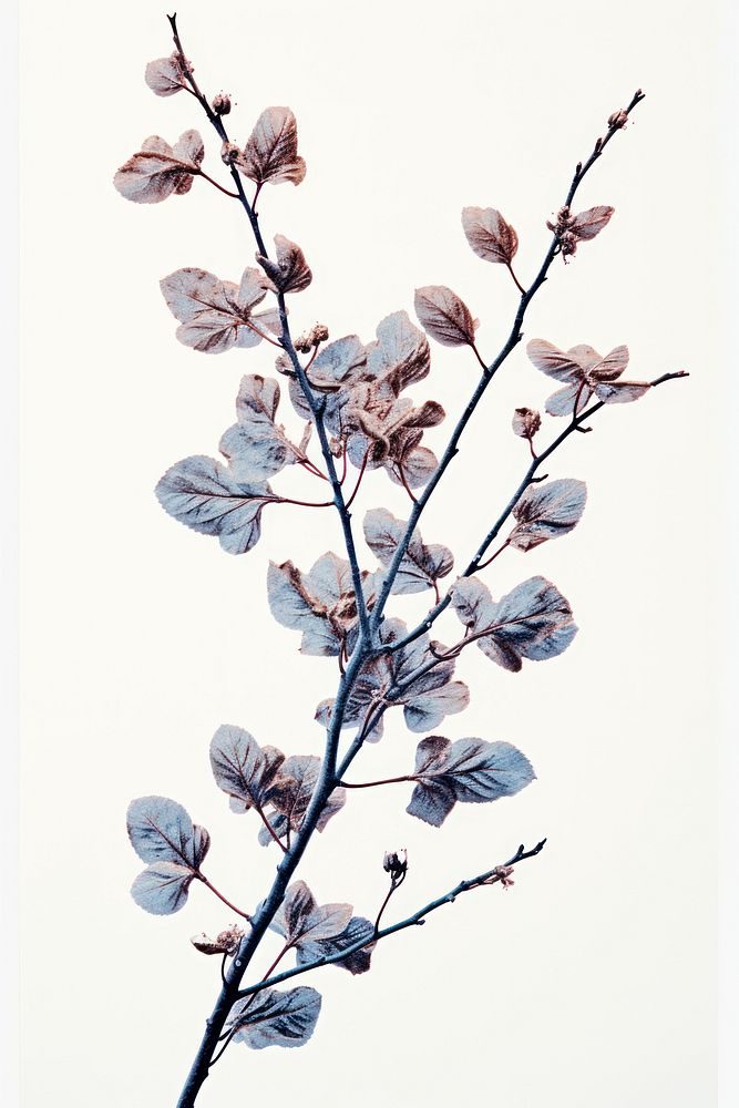 A Dried fluffy cotton flower branch blossom nature plant. AI generated Image by rawpixel.