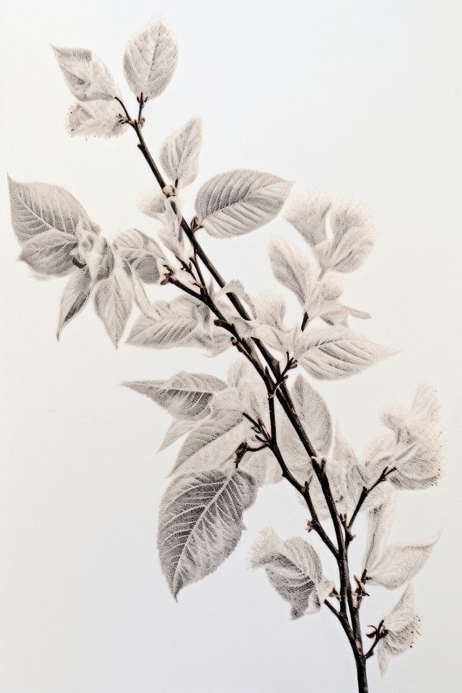 A Dried fluffy cotton flower branch nature plant leaf. AI generated Image by rawpixel.
