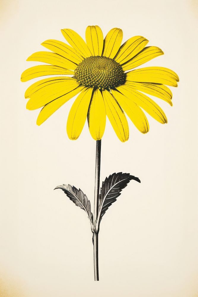 A daisy sunflower yellow plant. AI generated Image by rawpixel.