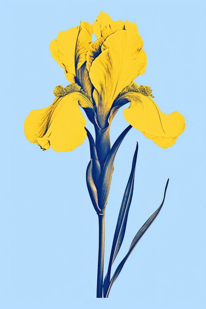 A Iris flower nature plant petal. AI generated Image by rawpixel.
