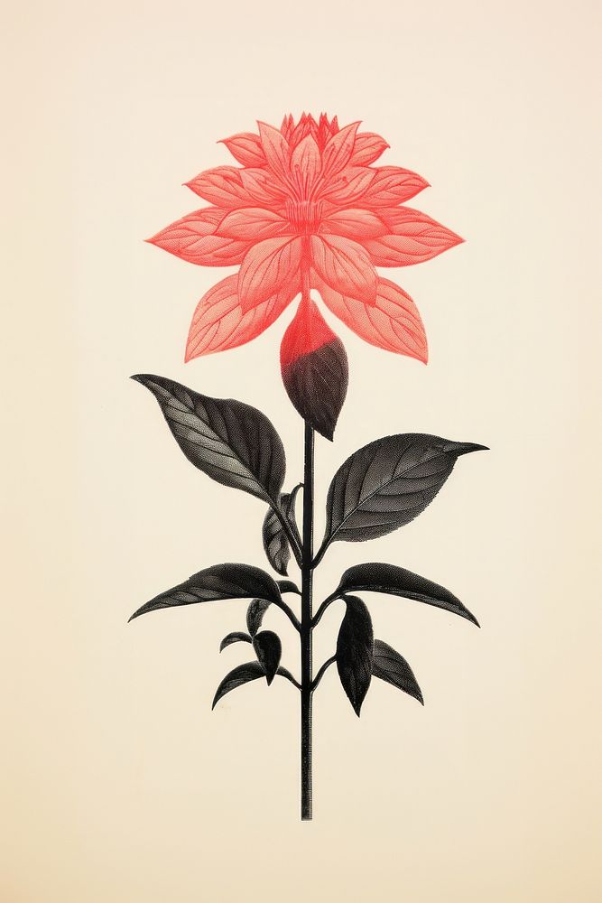 A little Dahlia flower nature dahlia. AI generated Image by rawpixel.