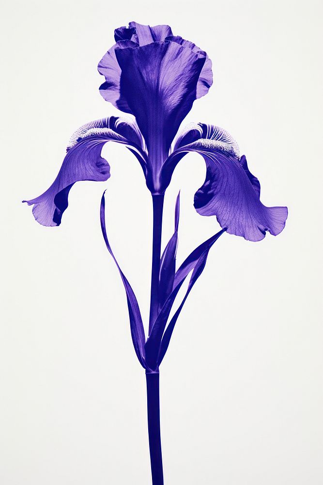 A Iris flower iris nature purple. AI generated Image by rawpixel.