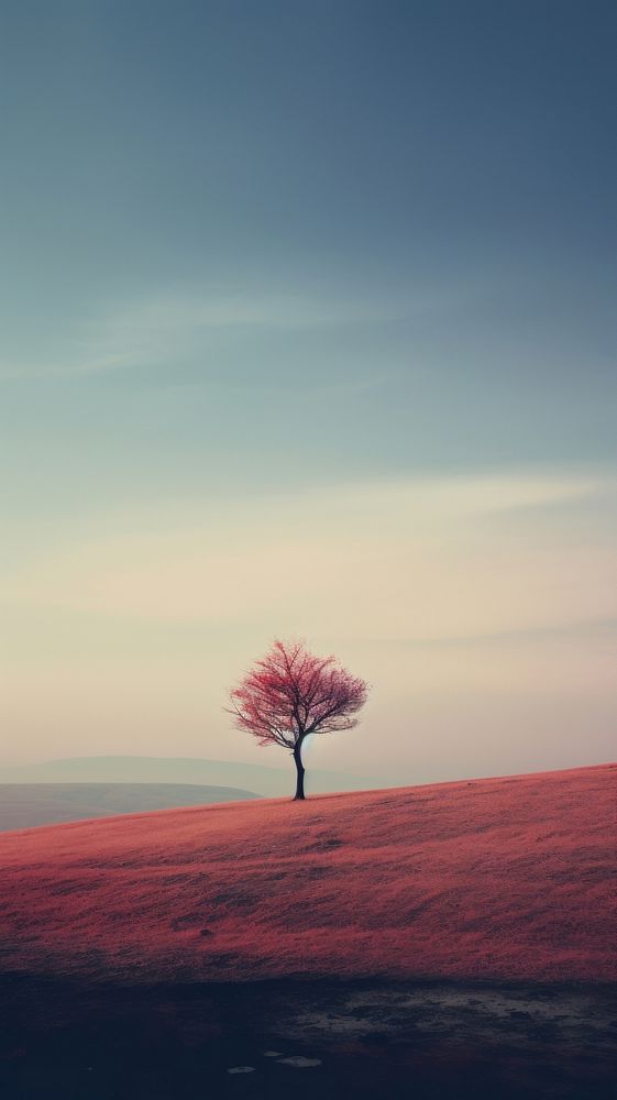 A lone tree sitting on top of a hill landscape outdoors horizon. 