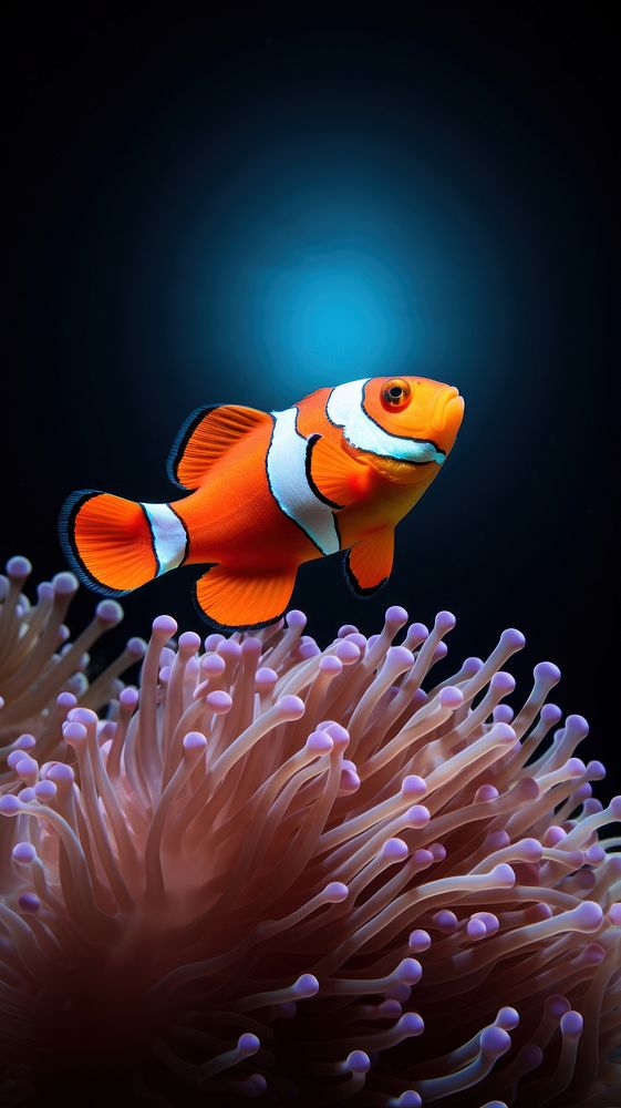 Clownfish animal nature ocean. AI generated Image by rawpixel.
