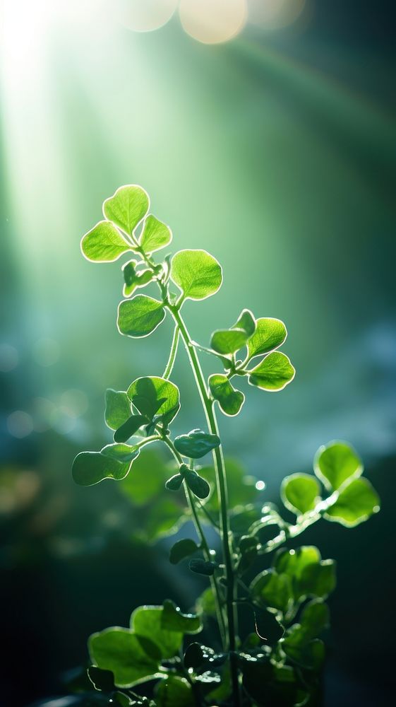 Green plant light sunlight outdoors. AI generated Image by rawpixel.