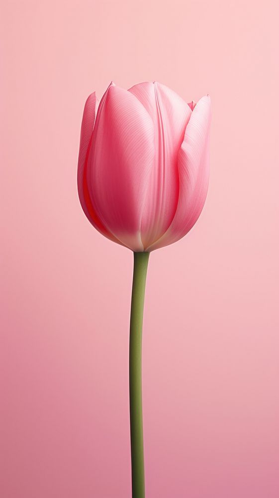 Flower tulip blossom plant. AI generated Image by rawpixel.