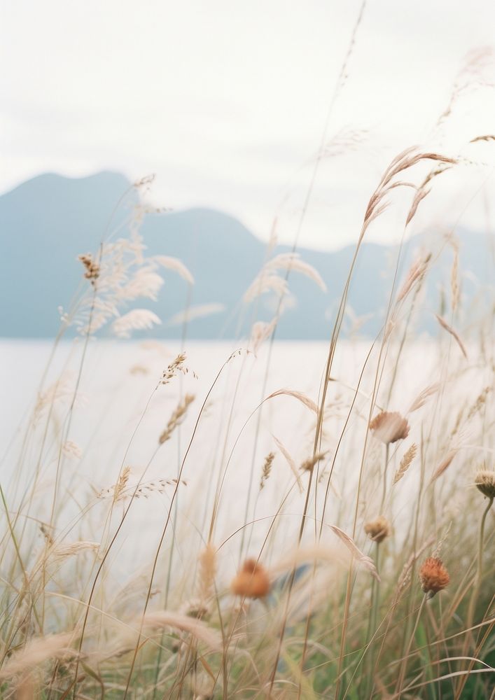 Wildflowers and grasses with mountains and ocean landscape outdoors nature. AI generated Image by rawpixel.