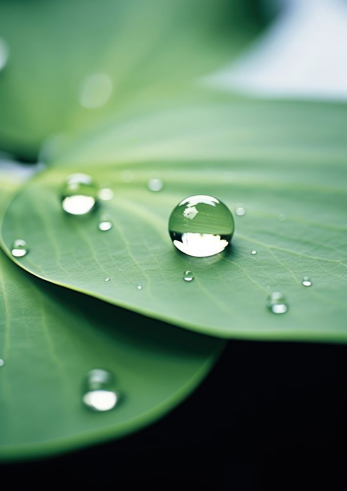 A drop of water leaf plant green. AI generated Image by rawpixel.