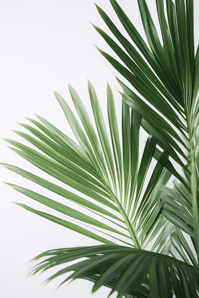 Plant plant backgrounds leaf. AI generated Image by rawpixel.