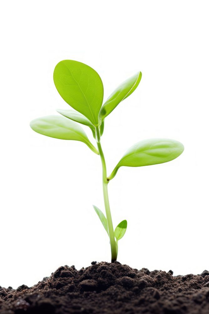 Seed Grow plant leaf soil white background. AI generated Image by rawpixel.